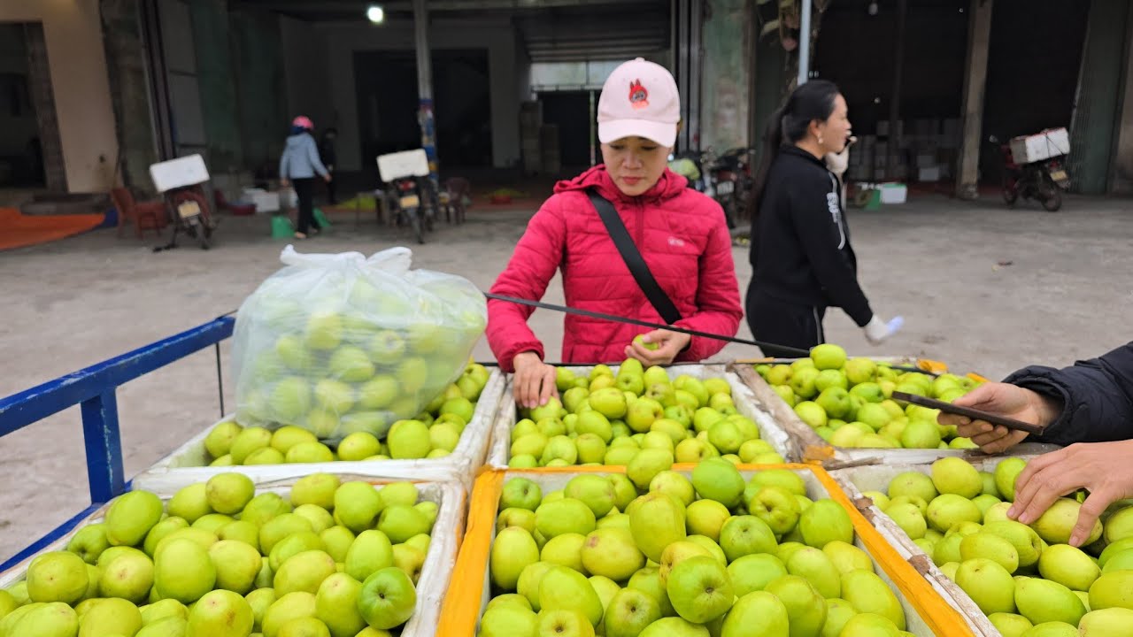 CẬP NHẬP GIÁ TÁO ĐÀI VÀ TÁO XUÂN HÔM NAY  TẠI CẦU CHÉT TÁO ÍT THƯƠNG LÁI THÌ NHIỀU 