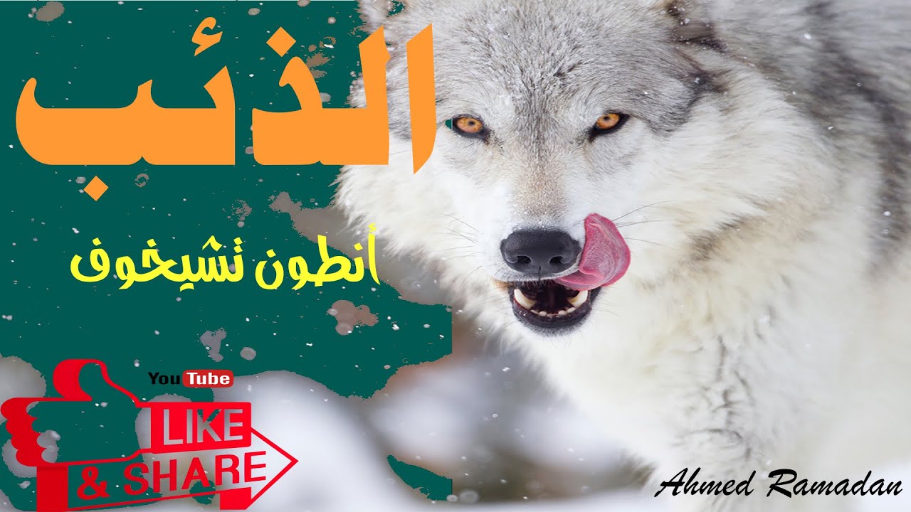 الذئب .. أنطون تشيخوف .. قصة قصيرة