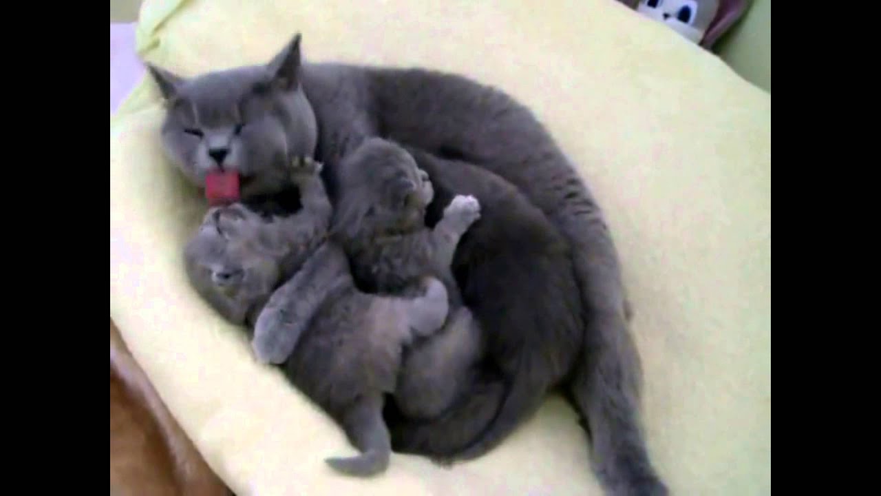 Cats mother love