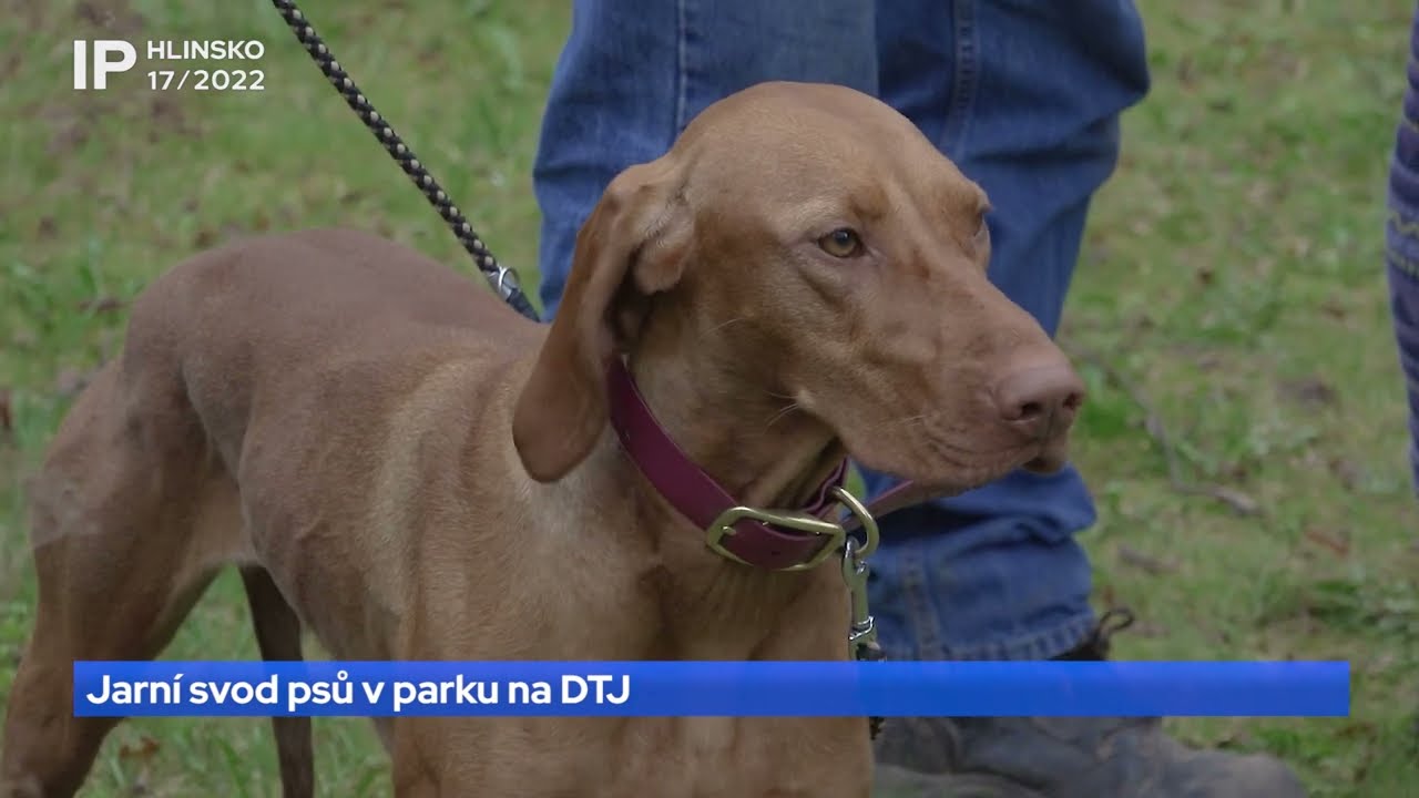 17/2022 Jarní svod psů v parku na DTJ