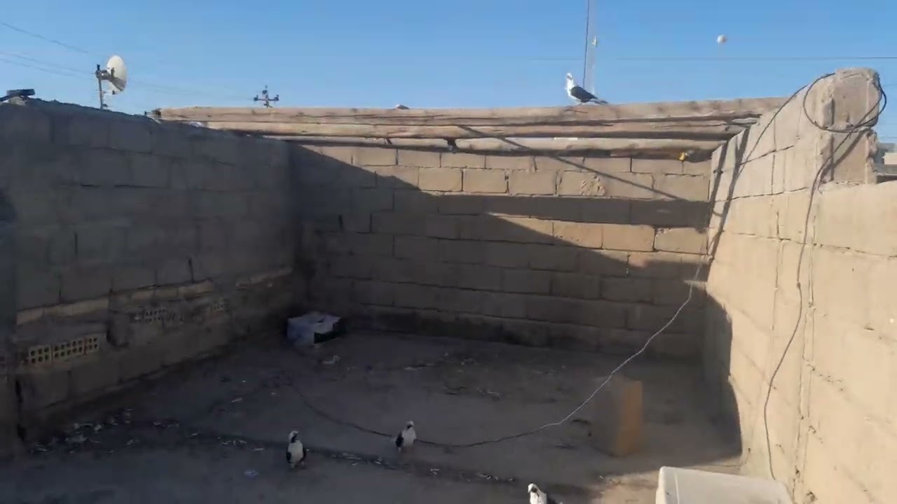 اليوم الارفل طشرت وائدبت😂🕊الي مايشوف الفديو عمره خساره