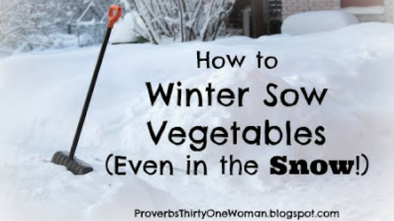 How To Winter Sow Seeds