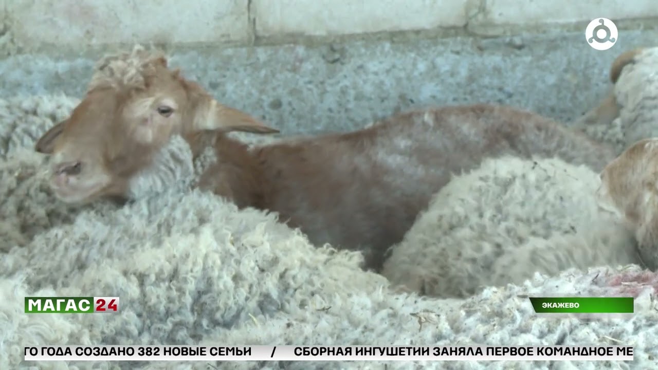 В Ингушетии проходит благотворительная акция по раздаче жертвенных животных. Селение Экажево