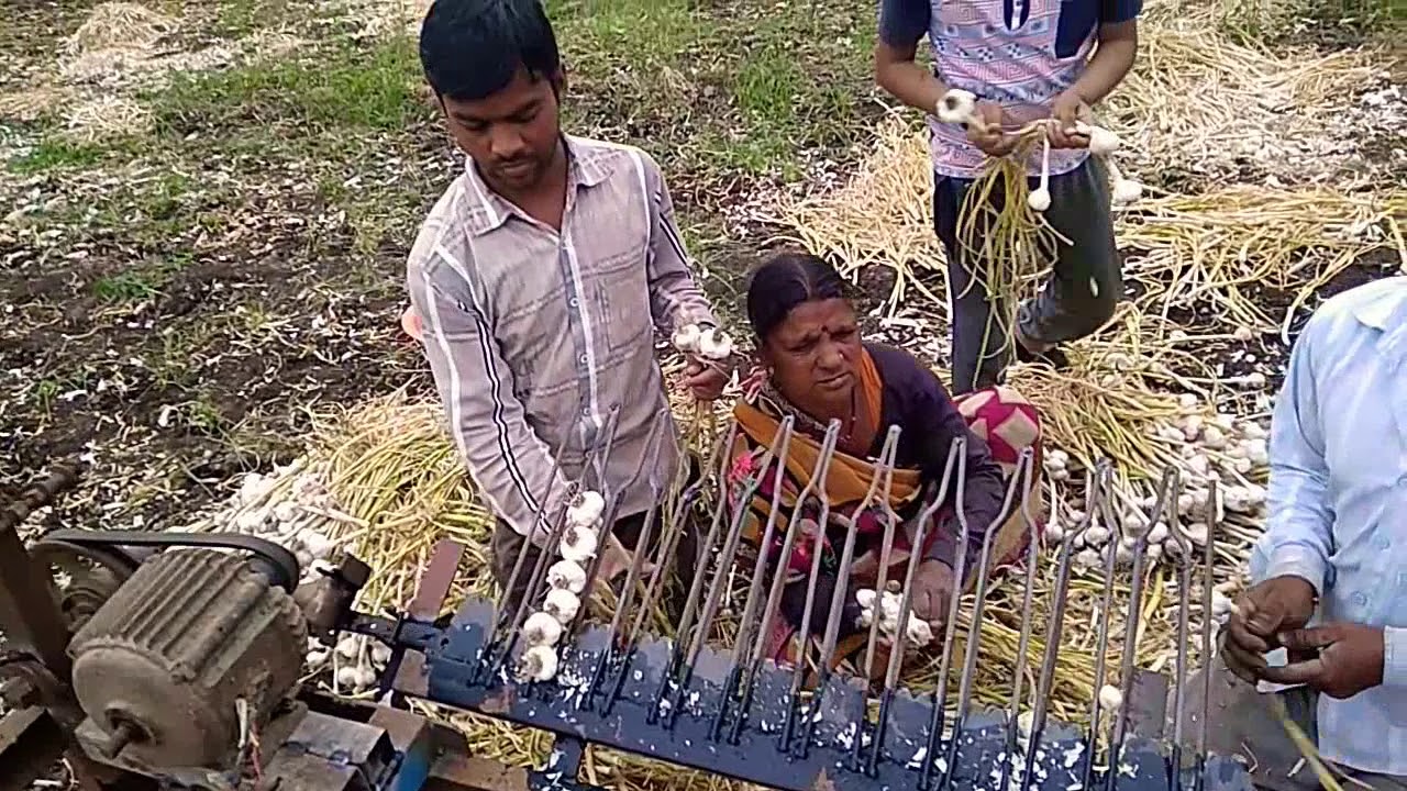 लहसुन काटने की मशीन///Garlic Cutting Machine