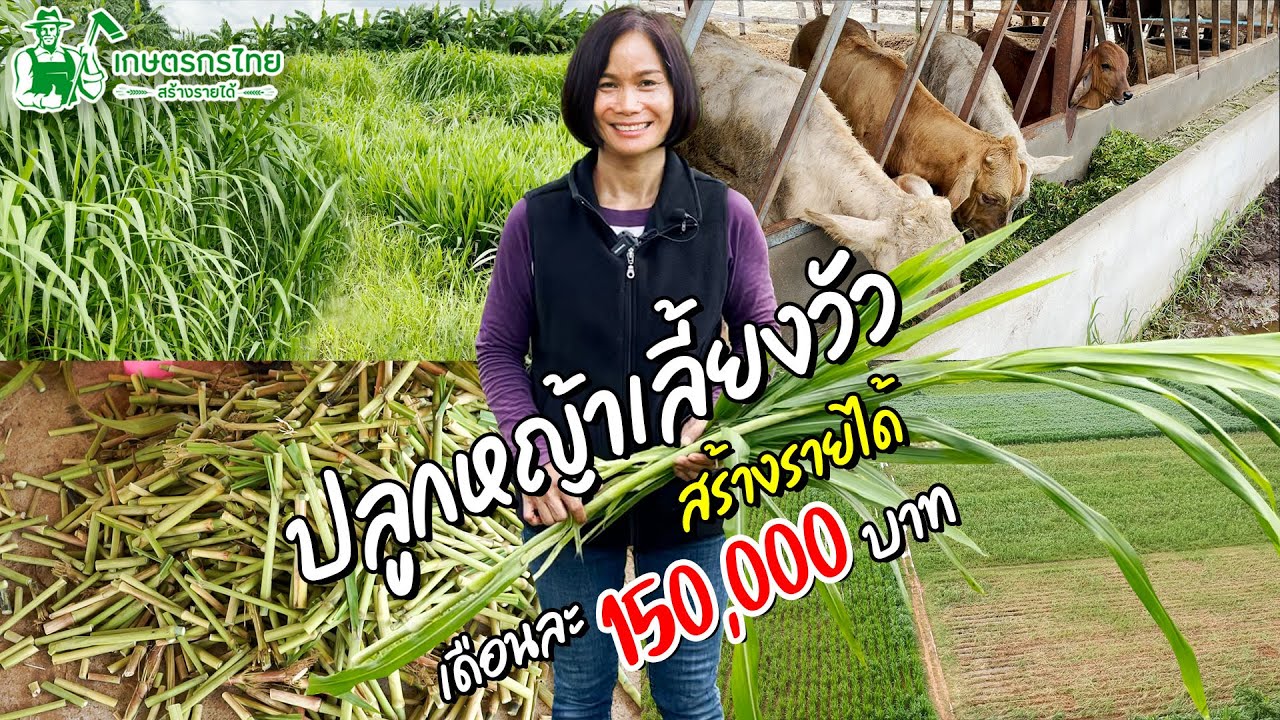 ปลูกหญ้าเลี้ยงวัว สร้างรายได้ เดือนละ 150,000 บาท l Ep79 ชมสวนเกษตรกรไทย
