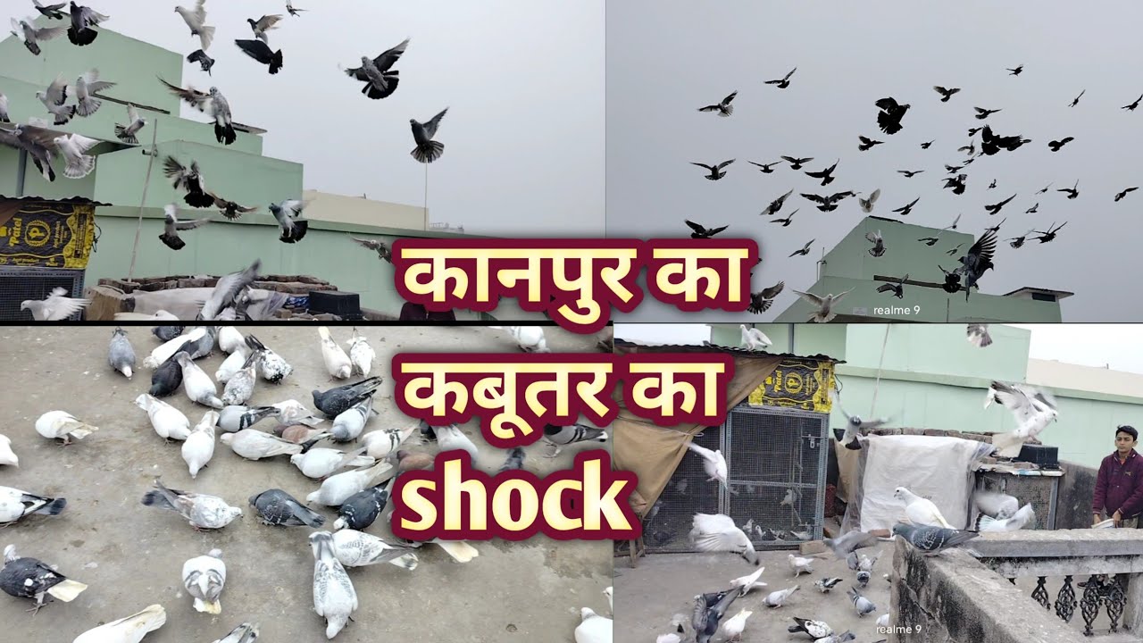 कानपुर का कबूतर का shock👁️👁️kanpur Gola kabutar Ki ladai 💥 ll gola kabootar fight