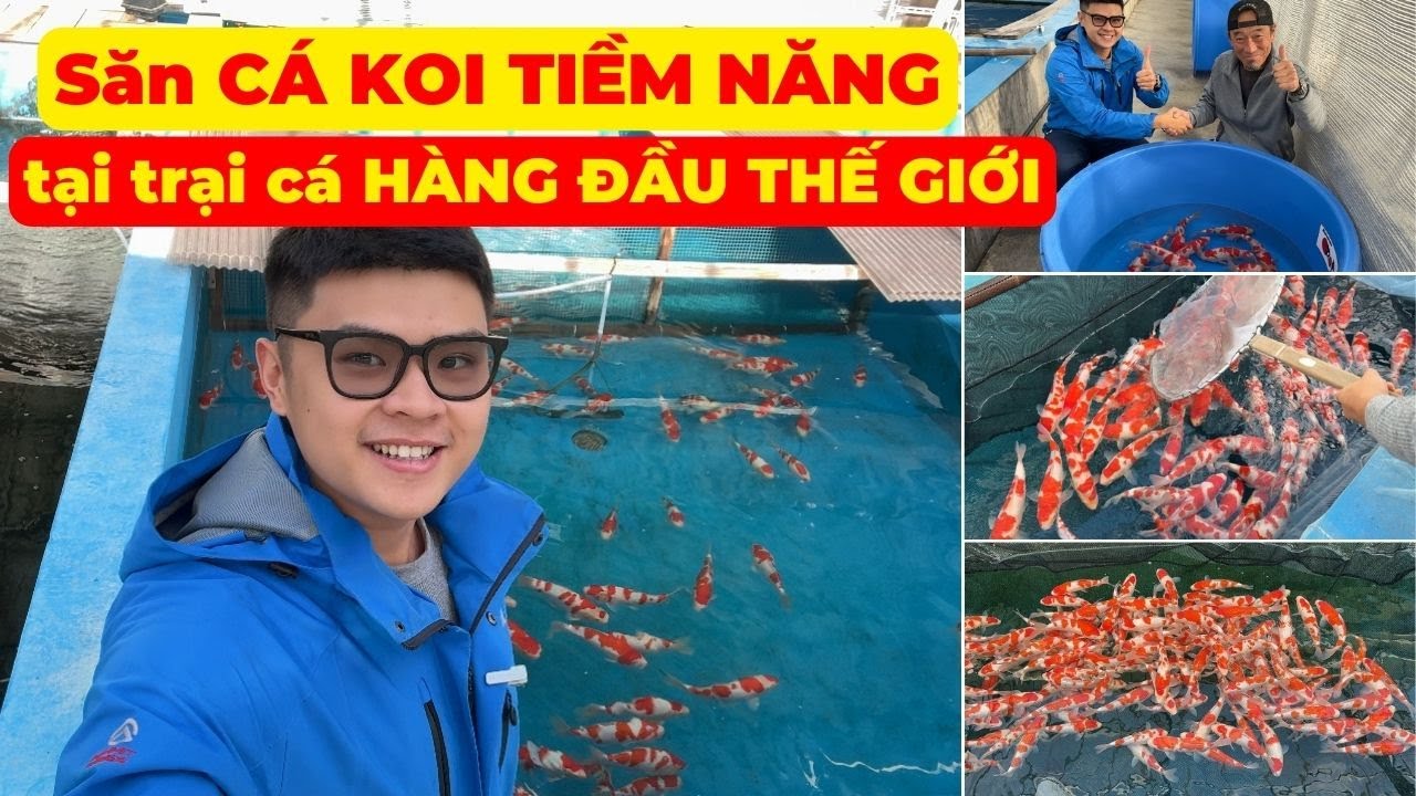 Săn CÁ KOI ĐẸP tiềm năng tại MARUYAMA KOI FARM | CÁ KOI KOHAKU chất lượng hàng đầu THẾ GIỚI