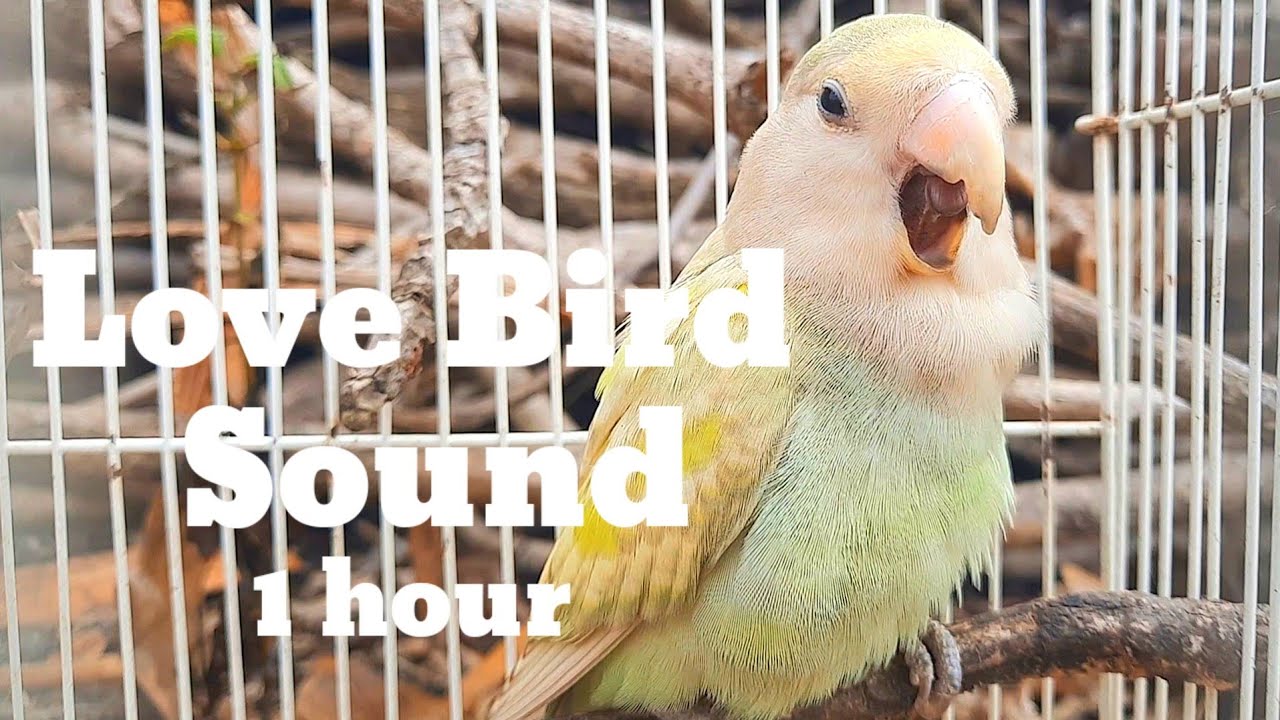 love bird sound 1 hour - morning bird song My bird singing song love bird parrot
