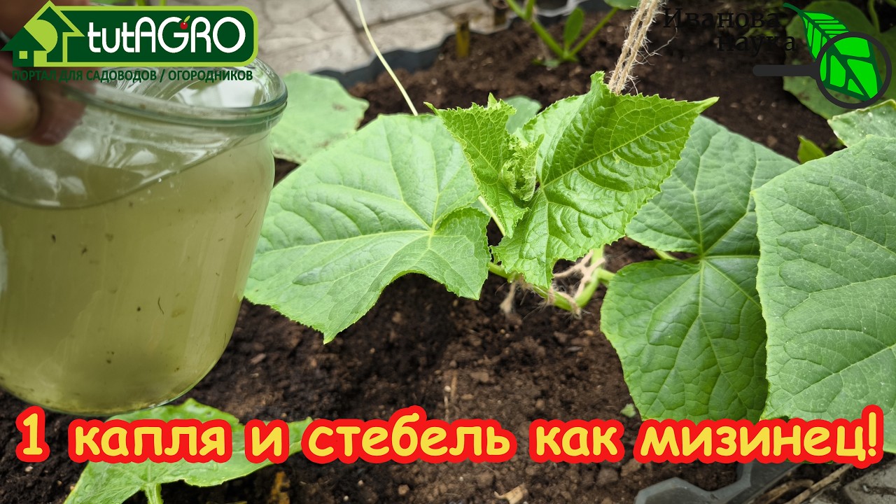 Добавьте это под корень — и вы завалите дом овощами! Хватит кормить химией! Моё копеечное средство.