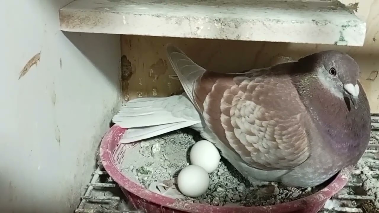 YA EMPEZARON LOS NACIMIENTOS!🥳😃😍 #PICHONES 2026 MENSAJEROS 