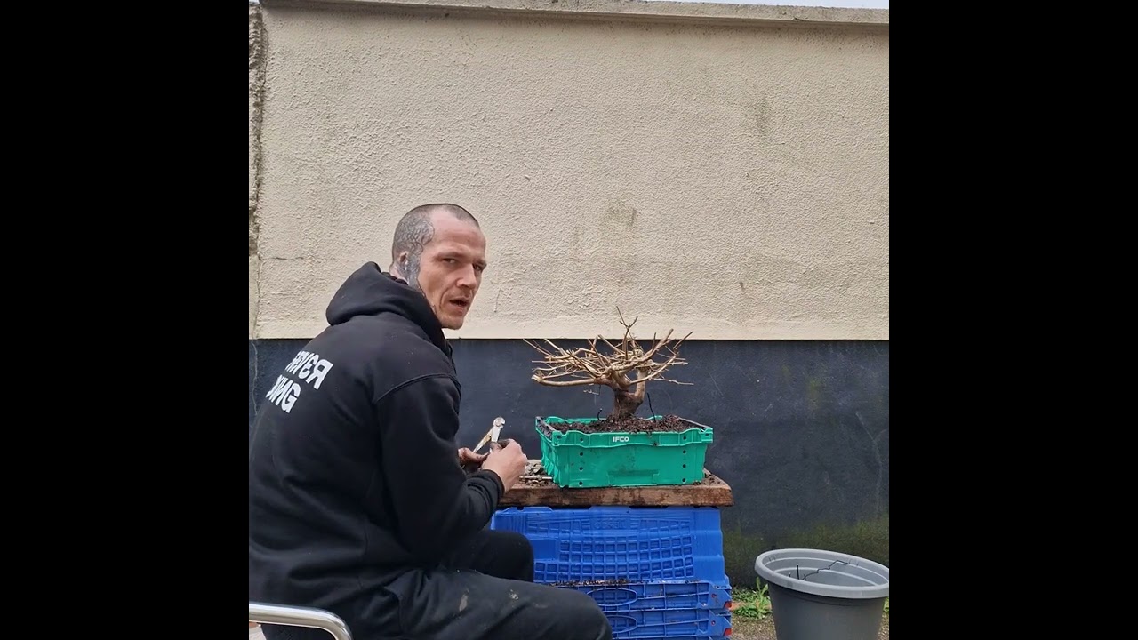Potting up Yamadori feild maples ,thanks for watching dont forget to like and subscribe 🌲🌿🪾🌳