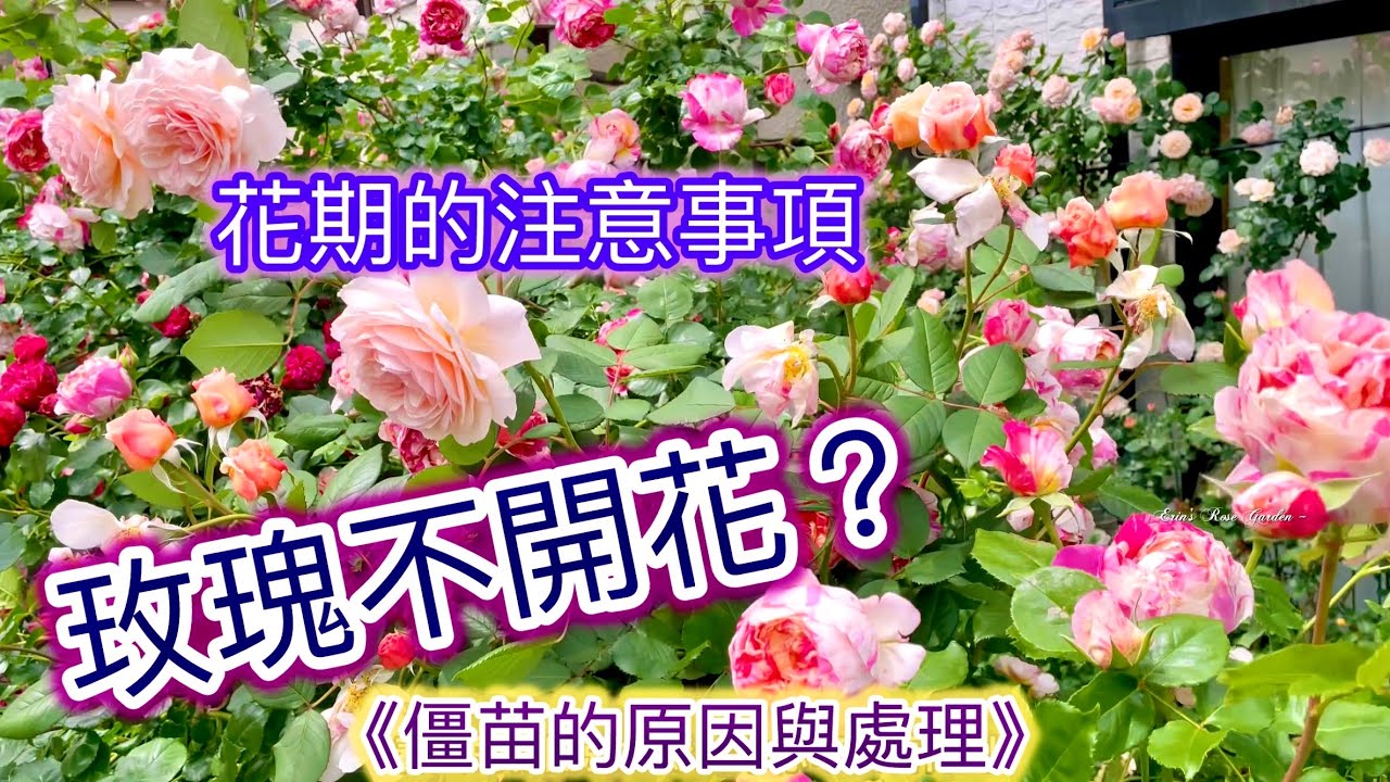 【台灣花期】所需注意的照護⚠️玫瑰僵苗不成長不開花怎辦？原因與處理#Erin玫瑰花園
