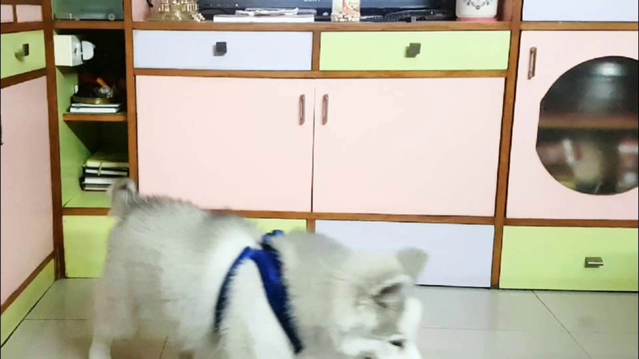 Cute Husky Puppy's reaction to Rahul Gandhi's comment on Kisan Bill