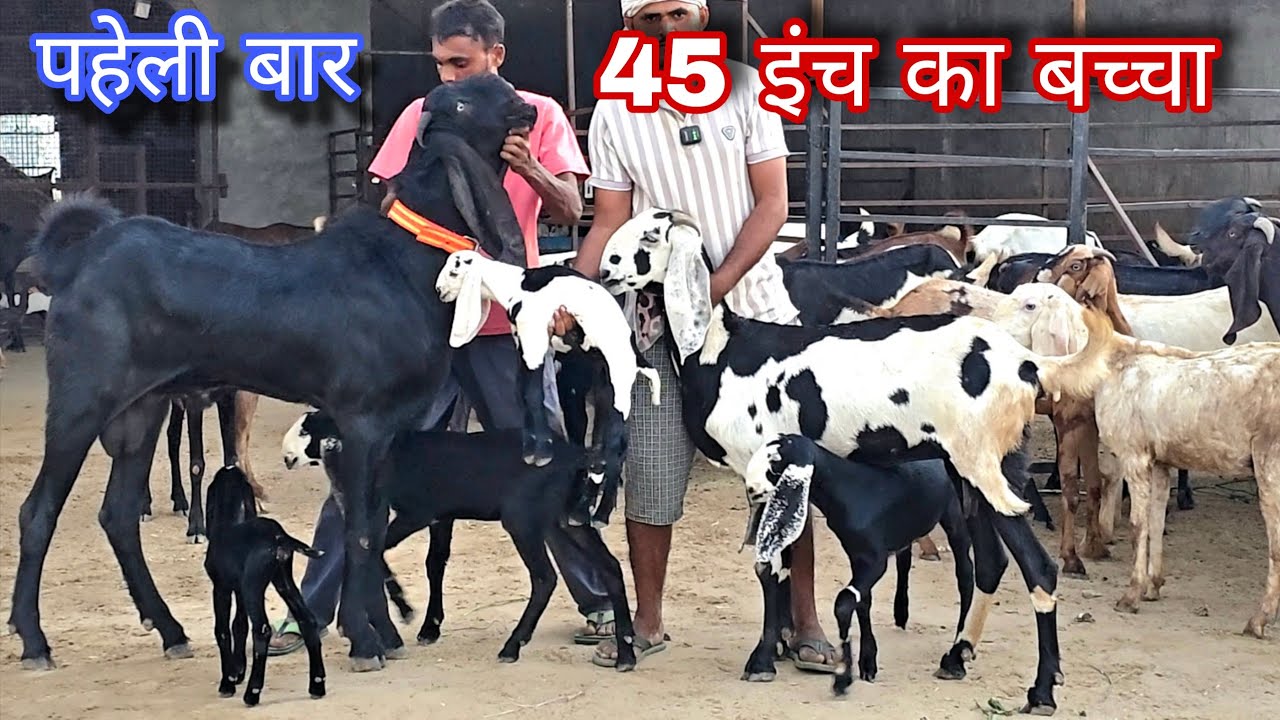 पहेली बार 45 इंच का बकरा बकरा top beetal goat farm in india 