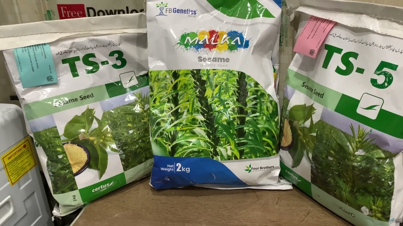 Sesame seed and sesame crop and sesame crop fertilizer plan to get maximum yield | Evyol group |