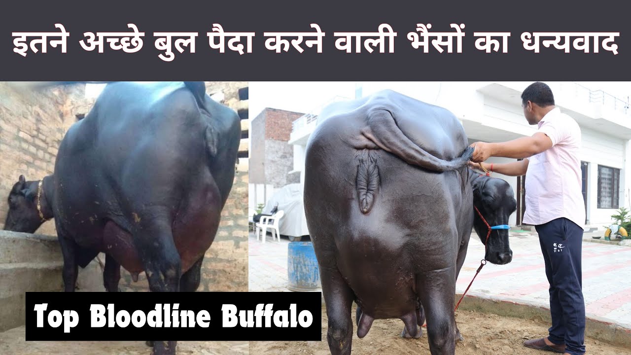 HSB पर खड़े Top Class मुर्राह बुलों की माँ की डिटेल से जानकारी - Best Bloodline Bull of India