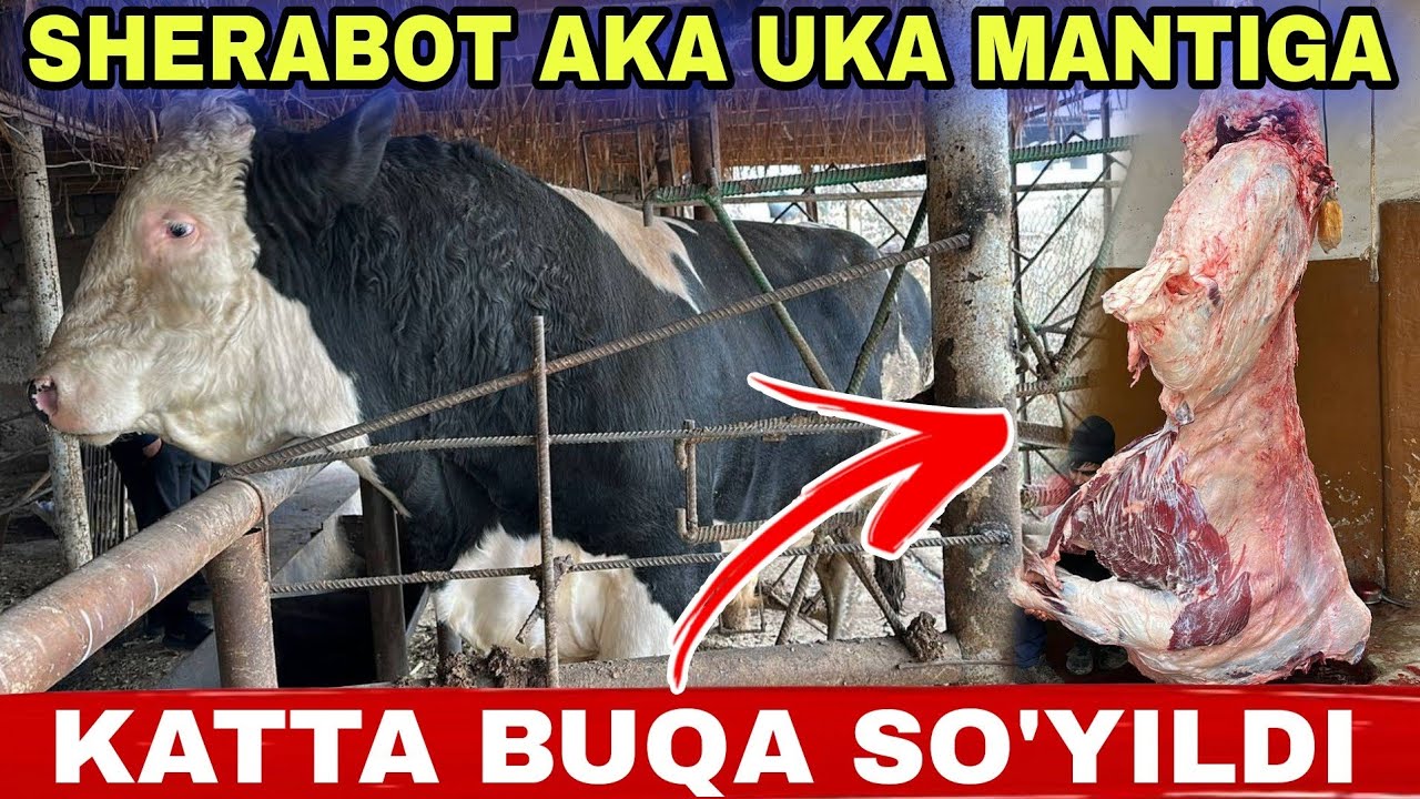 SHERABOT AKA UKA MANTIGA KATTA BUQA SO'YILDI 