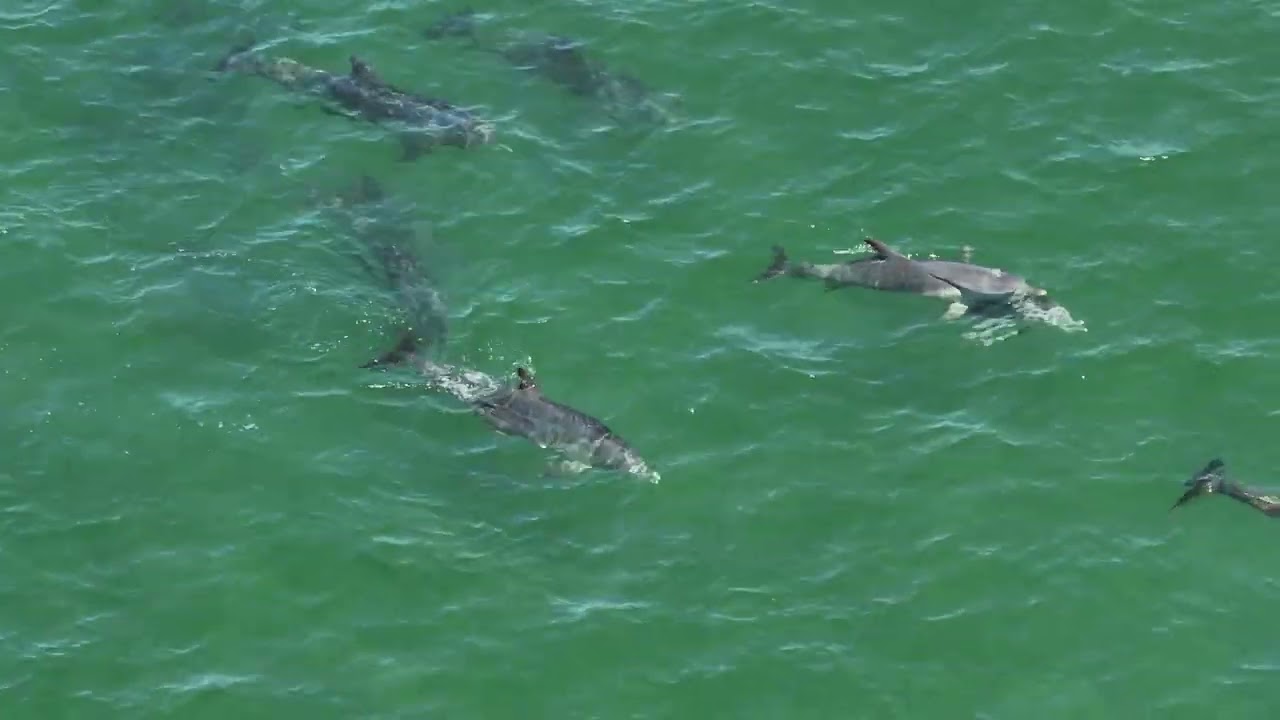 dolphin calf was born a few hours ago