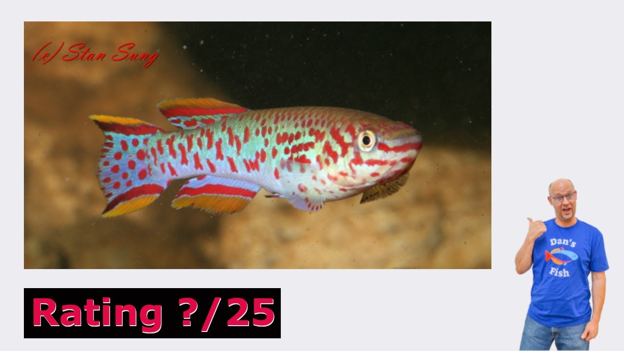 Fundulopanchax gardneri! Right Fish For You?