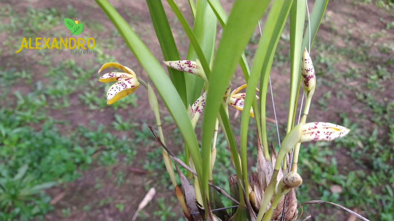 Maxillaria picta