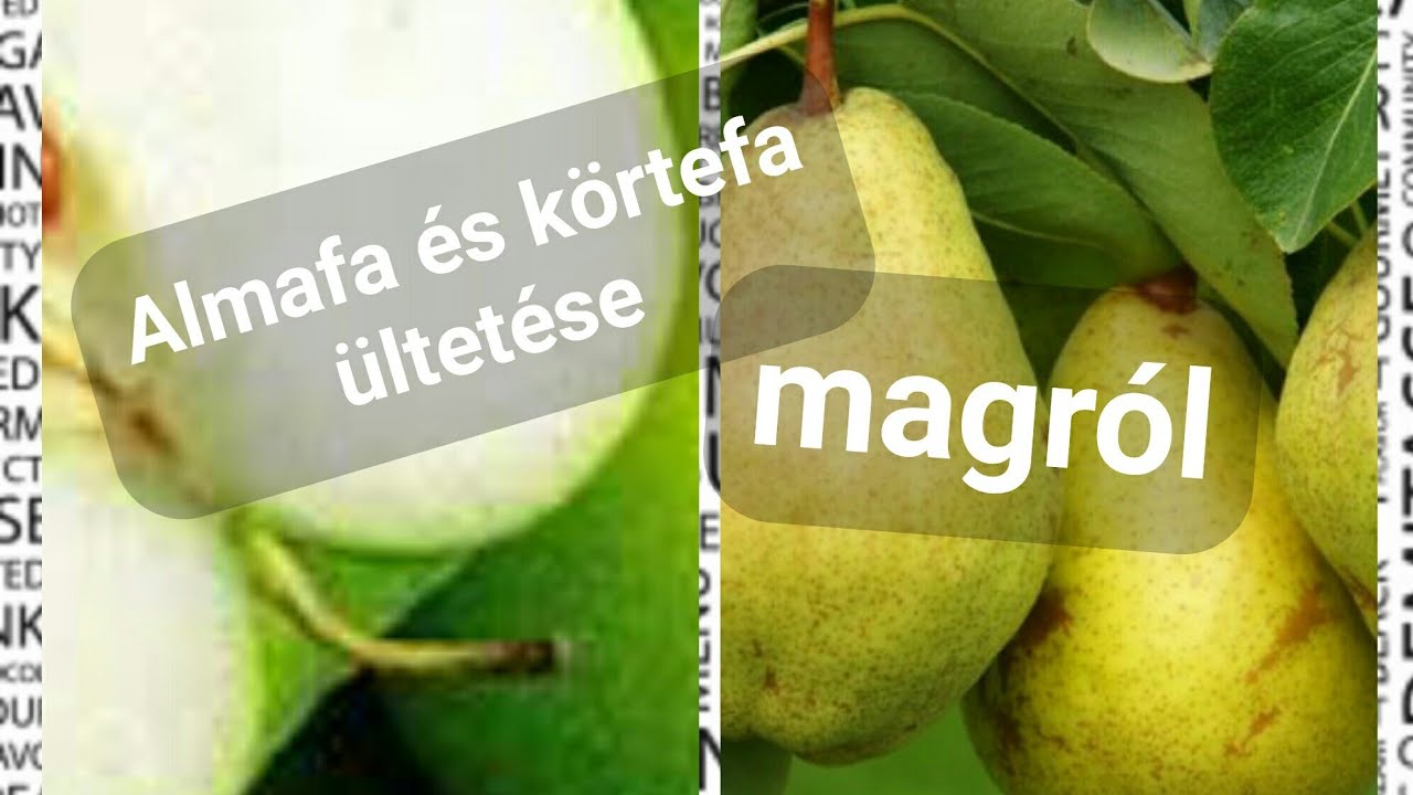Alma és körtefa ültetése magról