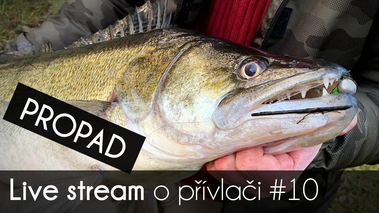 Lov dravců propadem tradičně & netradičně | TIPY & TRIKY | Přívlač Live #10