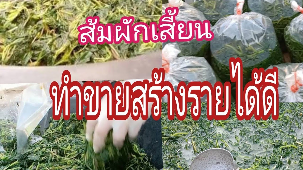 #แจกสูตร#วิธีคั้นส้มผักเสี้ยน#ทำกินก็ได้ทำขายก็รวย#ขายดิบขายดีคือส้มผักเสื้ยนส้มผักกาด# ตลาดต้องการ