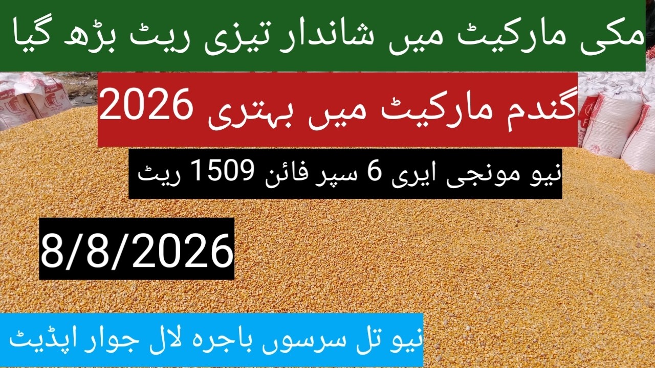 Today wheat price in Punjab| گندم کا ریٹ 2026| makki till sarso bajra| ghalla Mandi rate today
