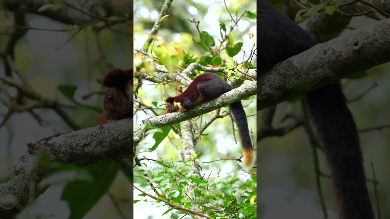 Up Close with the Indian Giant Squirrel!