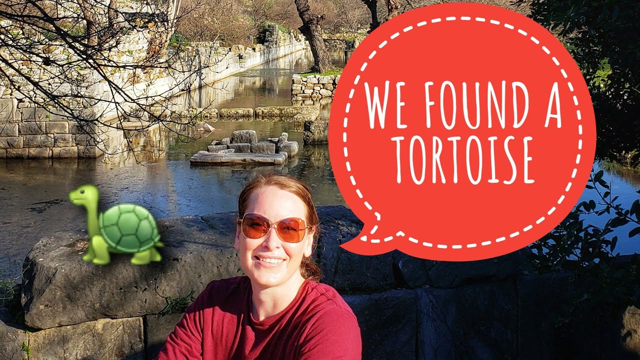Found a Tortoise at the Flooded Ruins of Kaunos. Dalyan, Turkey. #turkey #travel #ruins