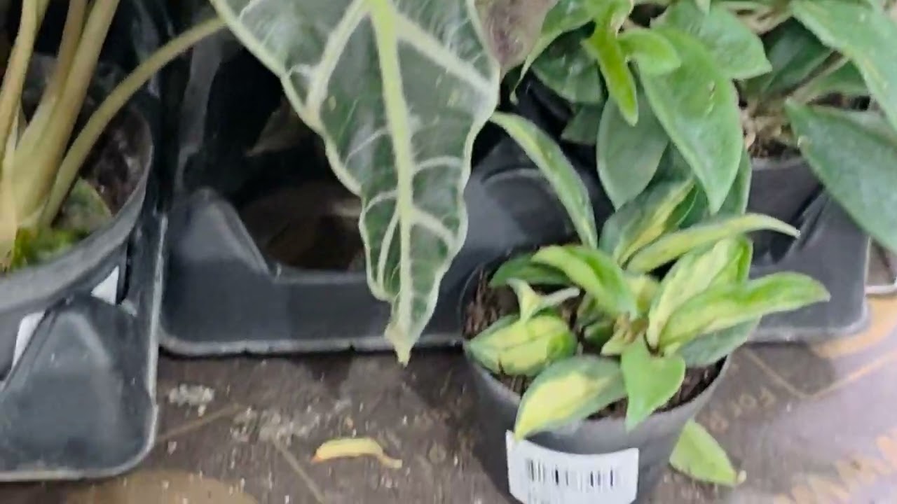 Wow can you believe a plant sell! Hurry to Menards! @Lisatthatsme 
