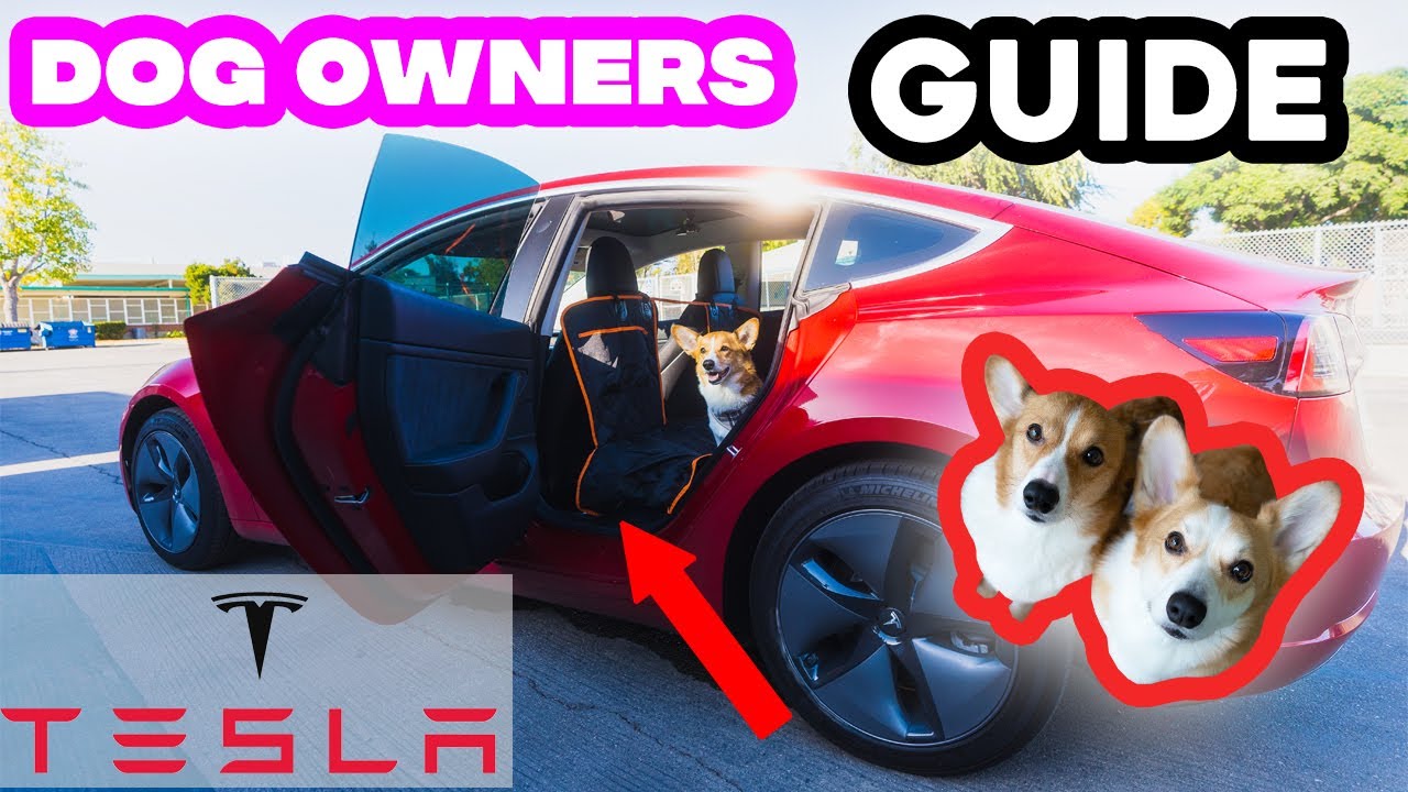 Dog Owners Guide to Owning a Tesla | TIPS & TRICKS | Locks, Dog Mode, MORE