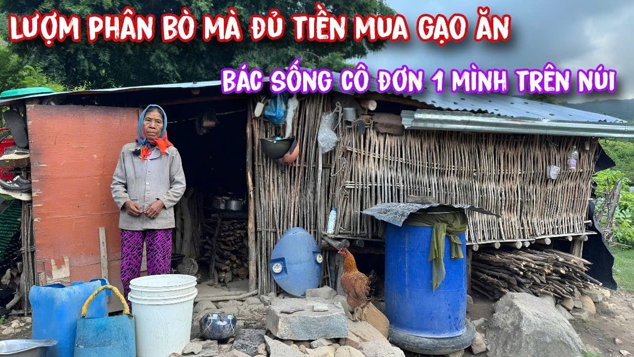 Bác RAGLAI sống cô đơn trên NÚI lượm phân bò mà không đủ tiền mua GẠO ăn../68