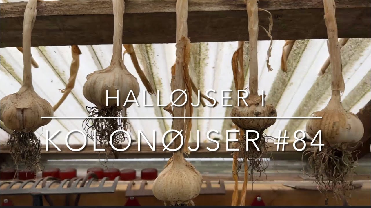 Hvidløg del 1 #84 - 5. november 2025