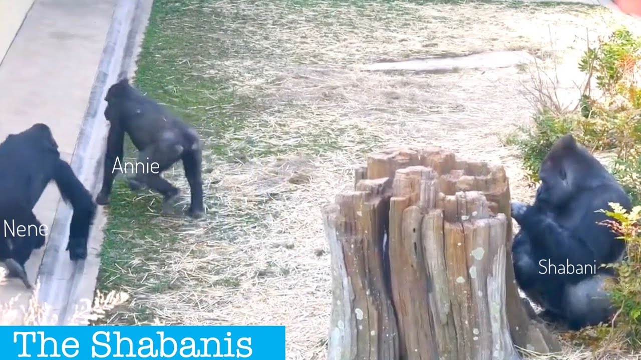 Серебряная горилла пытается спрятаться и удивить свою семью. Шабани