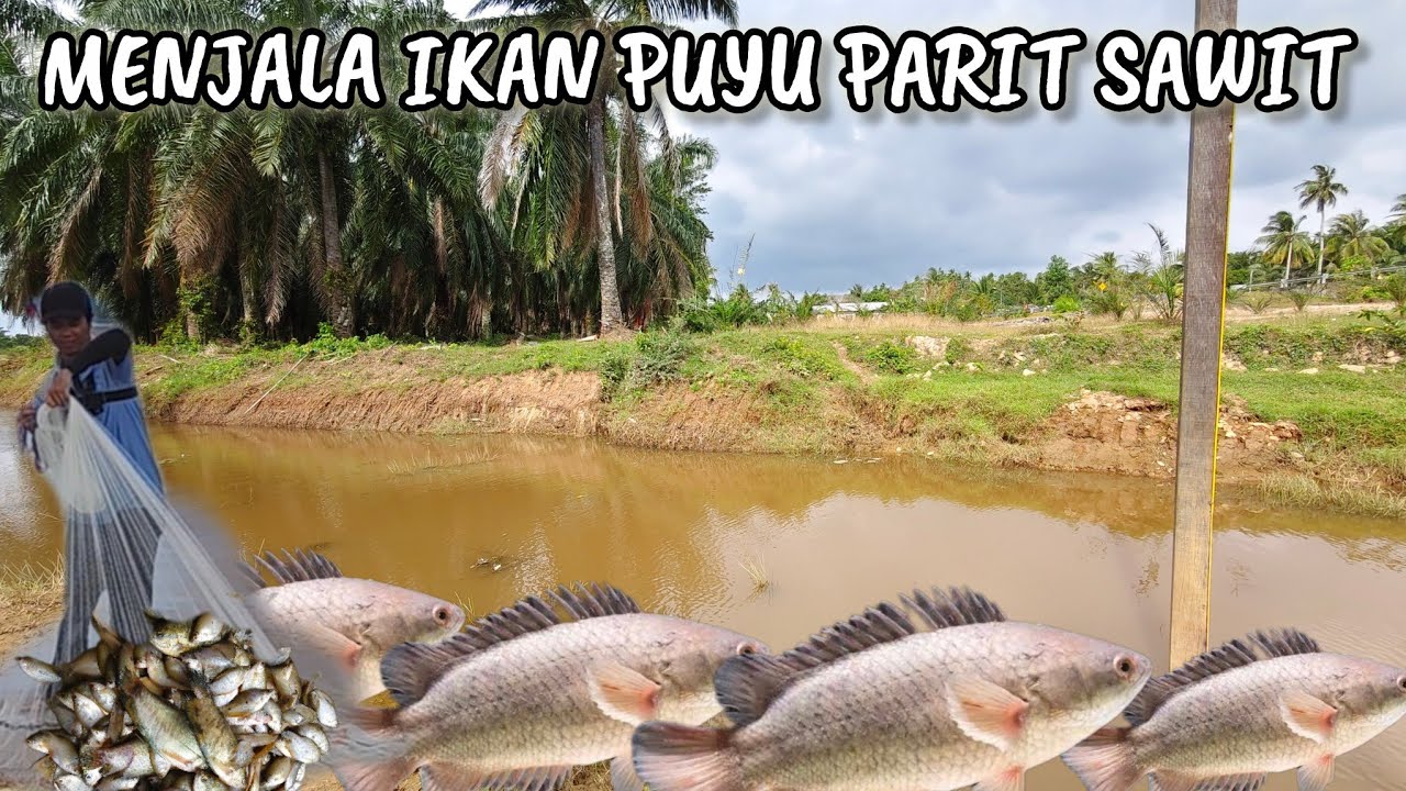 MENJALA DEKAT PARIT KEBUN SAWIT PART 1