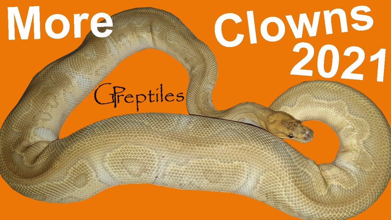 More Clowns incoming! :D