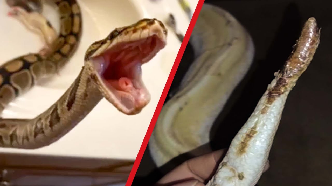 The internet's worst ball python owners