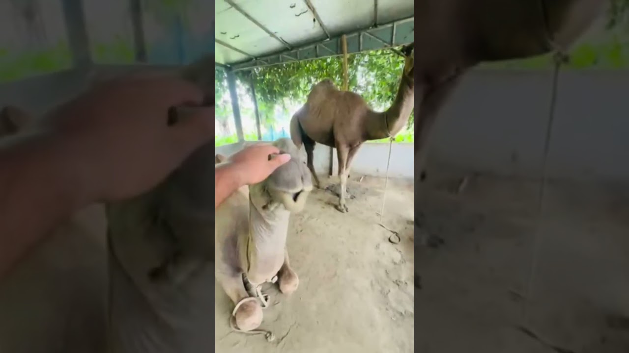 ANIMAL LOVER#viral #trending #camel #popular #1million #fp