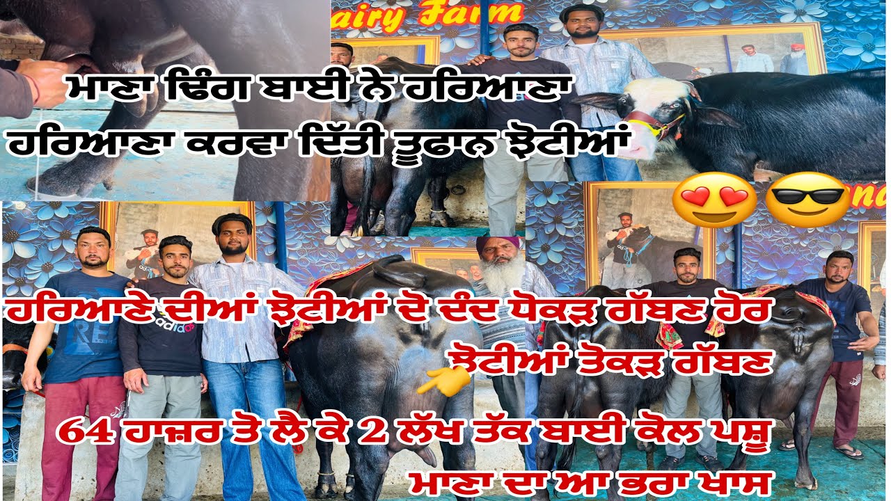 10 March 2024 ਫੋਨ 8427407053 ਮਾਣਾ ਡੇਰੀ ਫਾਰਮ ਪਿੰਡ ਭੋਮਾ ਅੰਮ੍ਰਿਤਸਰ