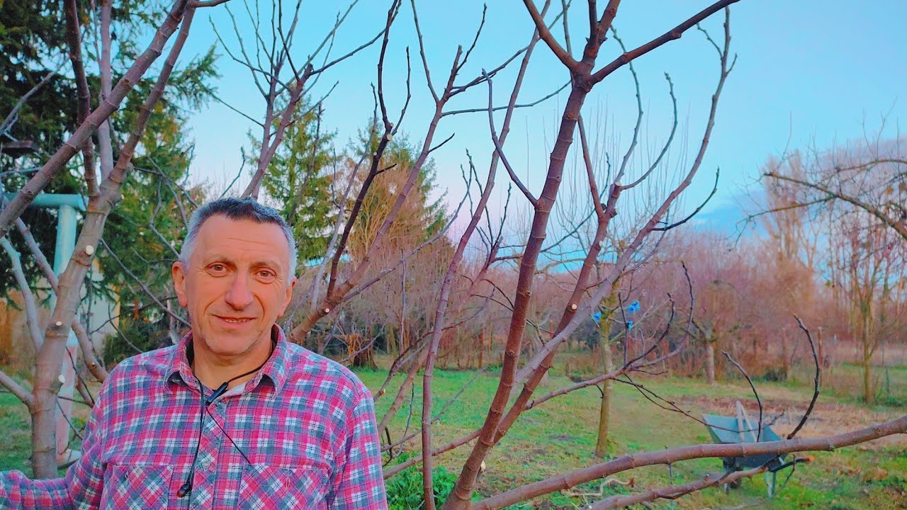 Обрезка инжира зимой.