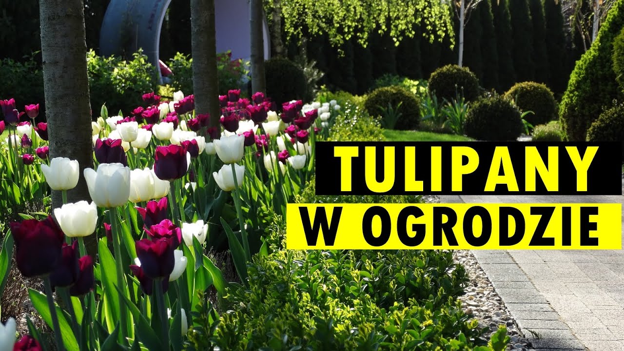 Tulipany w ogrodzie - POMYSŁY NA PIĘKNE ARANŻACJE