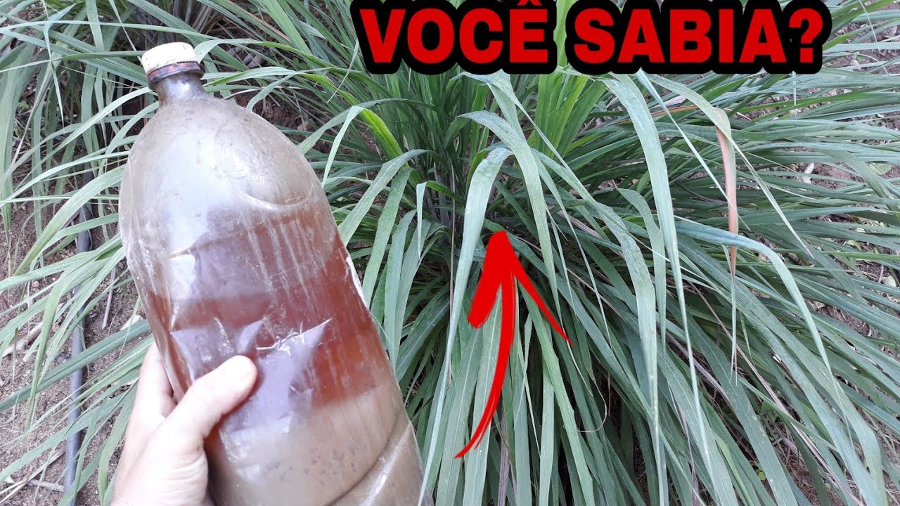 Esse CAPIM CAPTURA ABELHAS SEM FERRÃO (Eu NÃO ACREDITEI 😱)