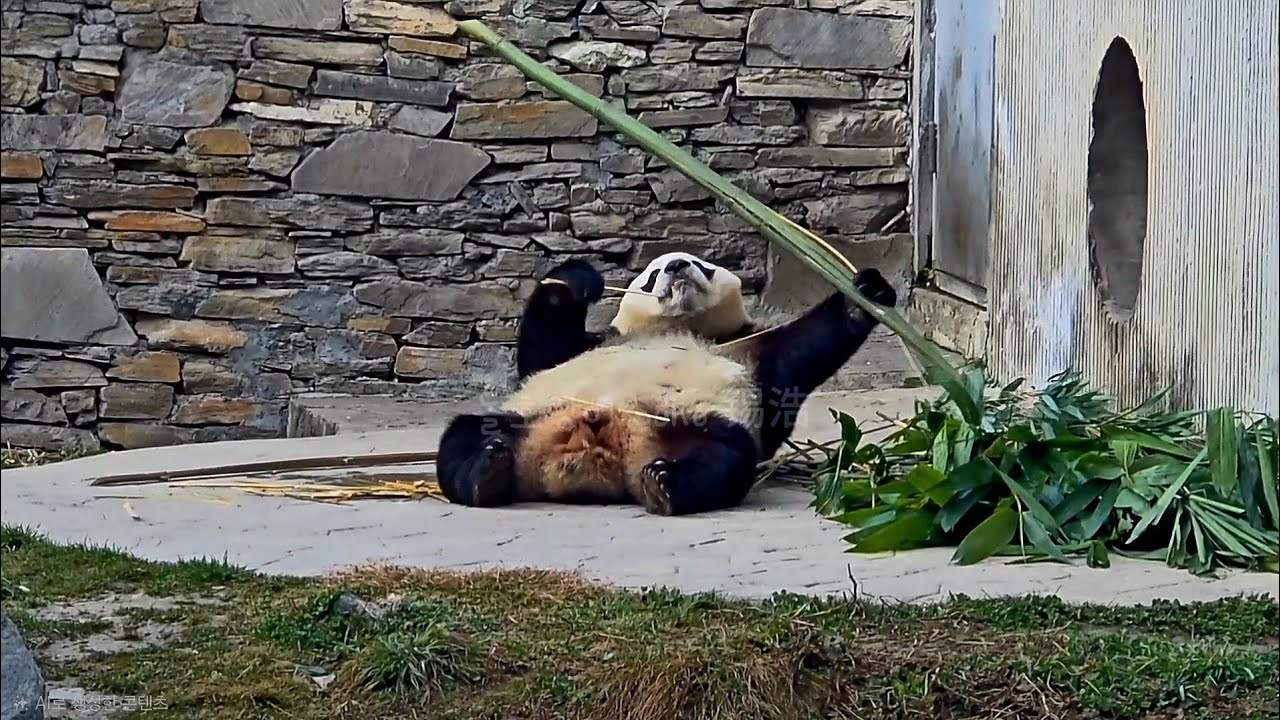 와~저 긴 대나무도 한손으로...?!❤️ | 2월 19일 오전 제1편(푸바오 실시간) Panda Fubao