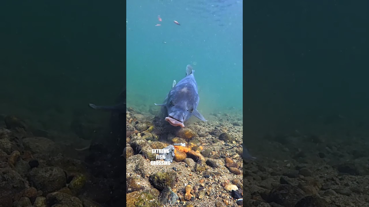Carp Inhaled the Boilies… Then Ejected Them in One Go