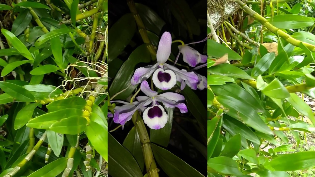 Fases do desenvolvimento do Dendrobium nobile, loddigesii, moschatum e afins.
