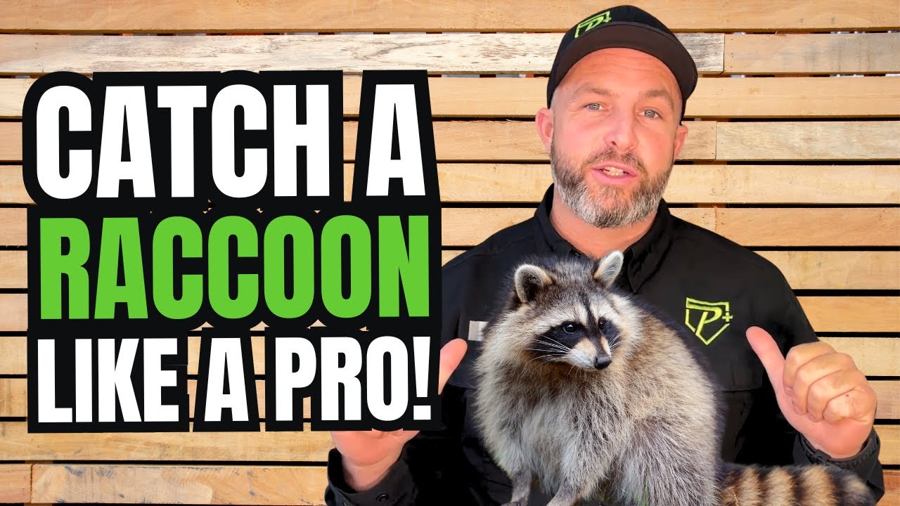 How To Trap Raccoons Fast & Safe