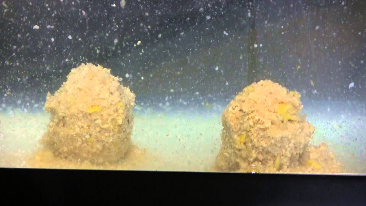 Soybean Meal Pack Bait How To for Carp Fishing