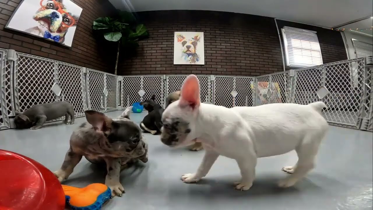 French Bulldog TV