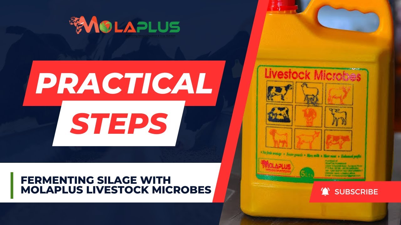 How To Ferment SILAGE Using MolaPlus Livestock Microbes - Increased Growth and Production!
